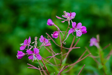 Obraz premium flowers in the garden