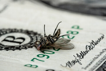 Economical crisis - dead housefly on the one dollar bill