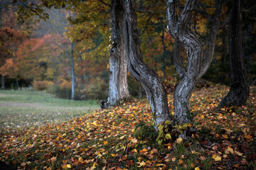 落葉と二股の木