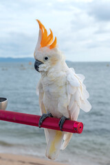 The Citron-crested cockatoo (Cacatua sulphurea citrinocristata) is a medium-sized cockatoo with an orange crest, from Indonesia © Paul Atkinson