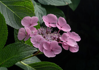 Flowering purple-pink hydrangea with complete and incomplete petals. Side view with green leaves and dark background.