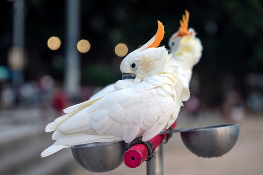 The Citron-crested cockatoo (Cacatua sulphurea citrinocristata) is a medium-sized cockatoo with an orange crest, from Indonesia