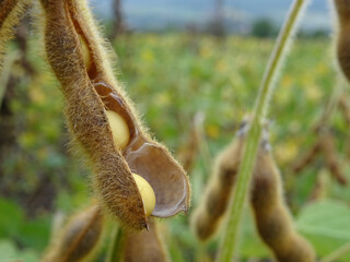 Soybean plants close-up before harvest