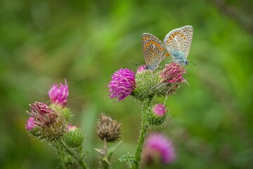 A couple of common blue butterflies with brown and orange wings sitting on a purple thistle flower mating. Blurry green background. 