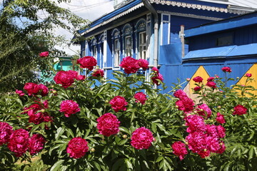 Fototapeta na wymiar Purple peonies flowers in garden, summer blossoming in Suzdal town, Vladimir region, Russia. Russian countryside nature. Red peony bloom. Peonies blossom. Wooden house with ornamental windows, frames