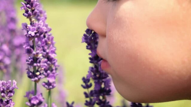 Close up cute child boy niffing lavander flower on blooming lavender field. Kid exploring aroma herbs in botanical garden. Loving nature.
