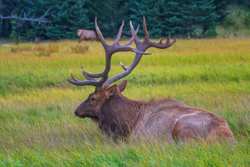 The elk (Cervus canadensis), also known as the wapiti, is one of the largest species within the deer family, Cervidae.