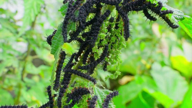 A lot of black caterpillars with thorns on a nettle branch close-up on a blurred background. Peacock eye caterpillars massively eat nettle leaves. Insects crawl on the plant in large numbers