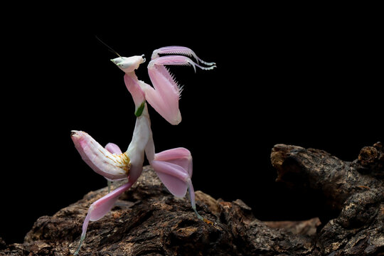 Beautiful Pink Orchid mantis on flower with natural background, Pink Orchid mantis closeup 