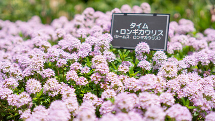 cute pink thymus longicaulis
