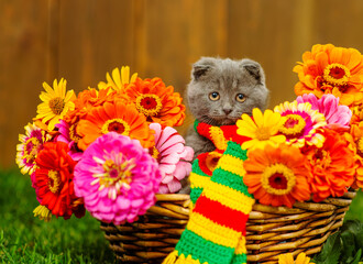 Gray fold kitten in a colorful scarf sitting in a basket full of orange dahlias standing on a green lawn trail. View from above