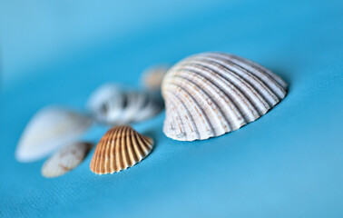 Group of seashells on soft background