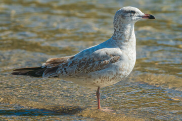 Gulls, or colloquially seagulls, are seabirds of the family Laridae in the suborder Lari. 
