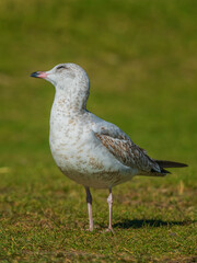 Gulls, or colloquially seagulls, are seabirds of the family Laridae in the suborder Lari. 