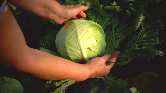 harvesting cabbage. Hands picking of white cabbage in farm