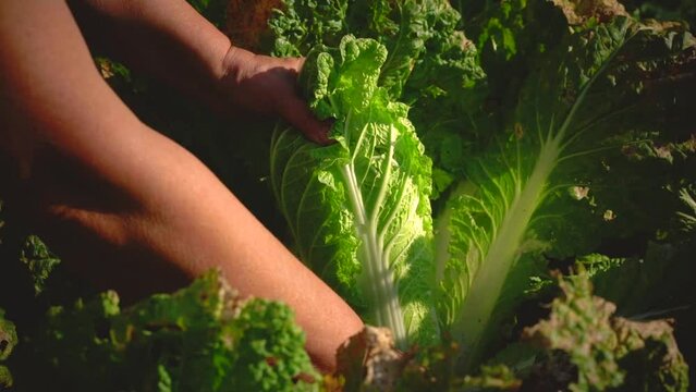 Harvesting Beijing cabbage on field. Farming work. 