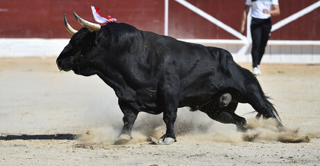 un toro bravo español con grandes cuernos en una plaza de toros