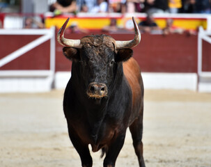 un toro bravo español con grandes cuernos en una plaza de toros