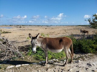 Sky Cloud Fawn Terrestrial animal Working animal Natural landscape