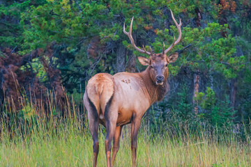Naklejka na ściany i meble The elk (Cervus canadensis), also known as the wapiti, is one of the largest species within the deer family, Cervidae.