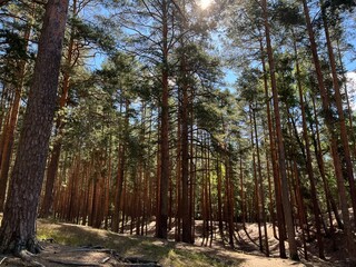the sun in the pine forest