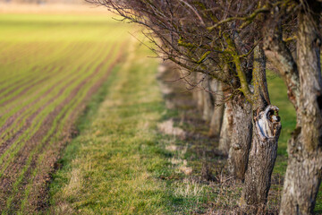 Semis dans la plaine agricole à la sortie de l'hiver, Alsace, France