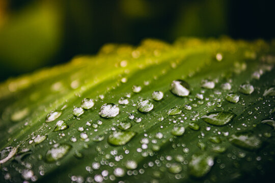 Raining On Green Leaf