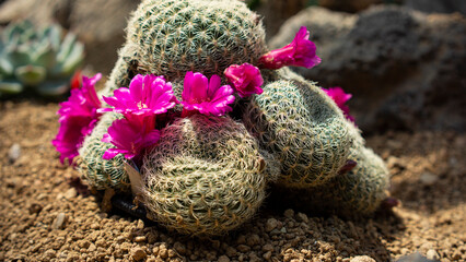 A flower bloomed from the cactus gathered together.
