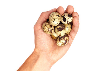 The man is holding small quail eggs.