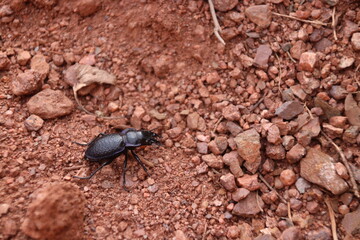 Black shiny beetle with horn in red rough gravel closeup