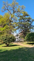 tree in the park