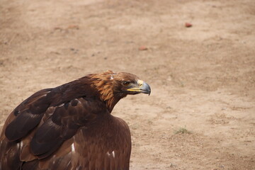 Eagle sitting on the sandy ground on top of prey