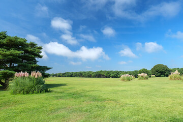 秋の青空と草原　ひたち海浜公園　9月