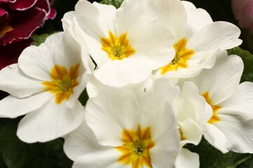 Fototapeta na wymiar Beautiful primula (primrose) plant with white flowers, closeup. Spring blossom