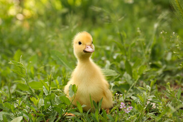 Cute fluffy duckling on green grass outdoors. Baby animal
