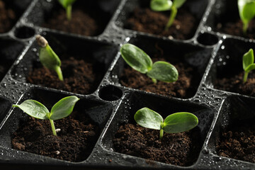Seedling tray with young vegetable sprouts, closeup