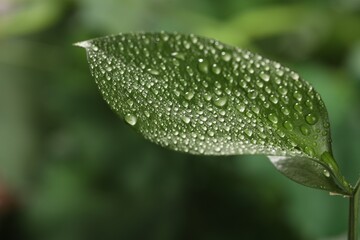 Closeup view of beautiful green leaf with dew drops