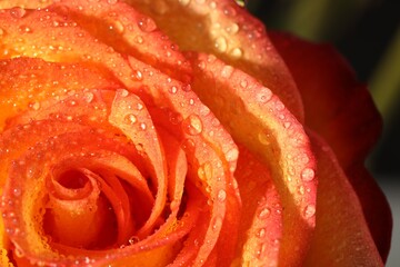 Closeup view of beautiful blooming rose with dew drops on blurred background