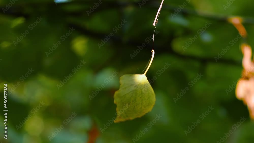 Wall mural a leaf of a tree hanging on a cobweb in the forest is spinning in the wind. unusual picture in the w