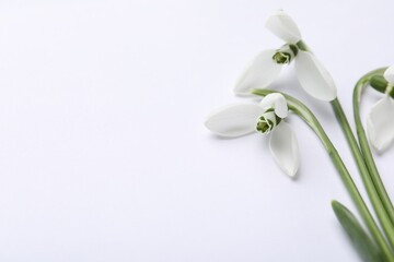 Beautiful snowdrops on white background, closeup view