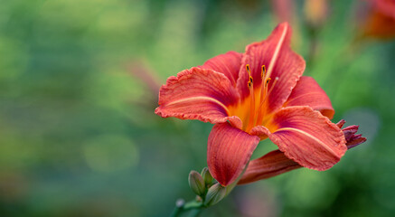 Fototapeta premium Gorgeous daylily flower on natural background. Gardening, perennial flowers.