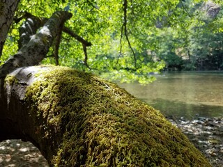 Water Plant Plant community Natural landscape Tree Branch