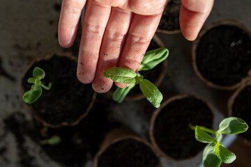 Female hands hold a young sprout. Gardening home.