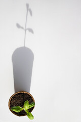 Gardening home. Young sprout in a pot on a white background casting a long shadow.