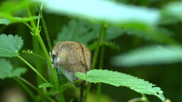 A small striped field mouse sits on a sprout and gnaws at its flower. The rodent spoils the flower.