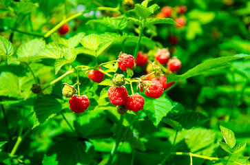 Close-up ripe raspberries in the garden.growth raspberries