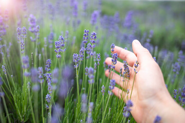 Lavender flowers in a lavender field are touched by a woman's hand.