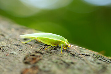Large green cricket 