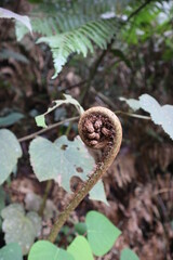 Dicksonia Sellowiana