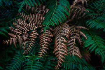 Fern leaves close up. Beautiful nature background